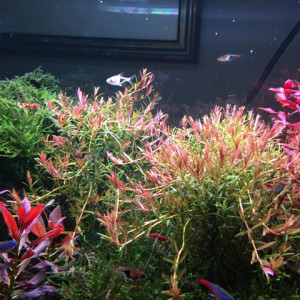 Aquascape