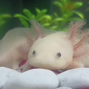 Bébés Axolotls