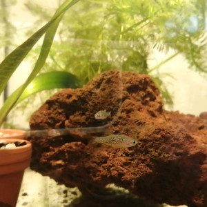 Lot de 5 alevins rasbora galaxy