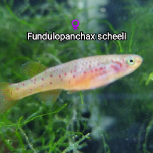 ♀️ Femelle (s) Fundulopanchax scheeli