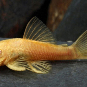 Ancistrus dolichopterus gold albinos