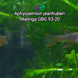 Aphyosemion jeanhuberi  Malinga GBG