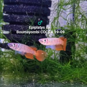 Mâle ♂️ Epiplatys sp.  Boumayombi COCCA 19-09