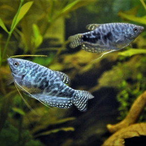 Lot de 7 Gouramis