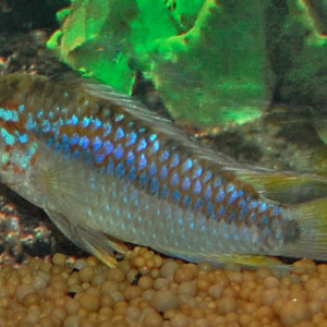 Apistogramma ortegai papagei