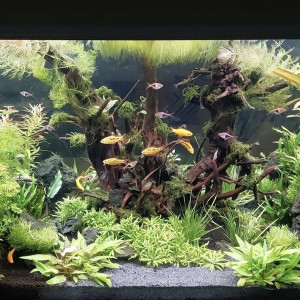 Publication de Rasbora34