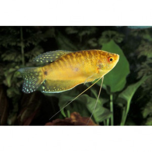 Vends couple Gouramis dorés