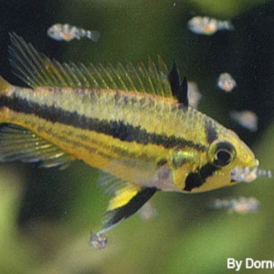 apistogramma  cacatuoides