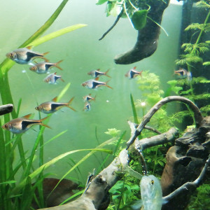 12 rasbora arlequin