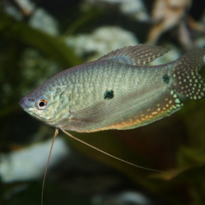 Donne gourami bleu