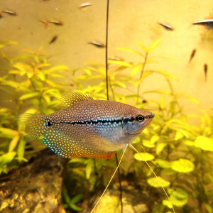 Couple gourami perlé