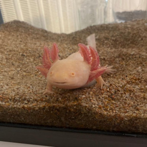 Axolotl albinos à vendre