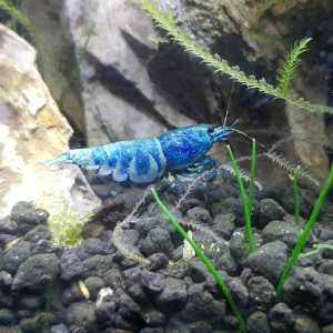 Crevette Caridina Blue Bolt