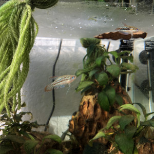 Vends mâle gourami grogneur nain