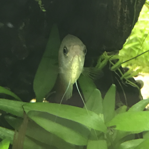 Gourami miel