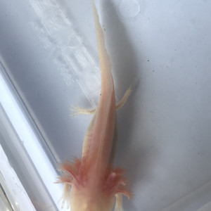 Axolotl à réserver