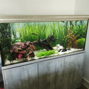 Aquarium 350l