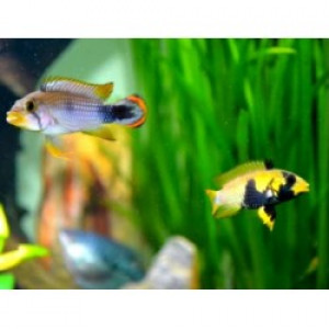 Apistogramma pandourini