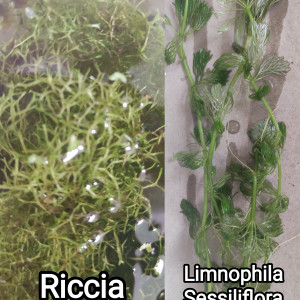 Plantes Limnophila Sessiliflora et Riccia