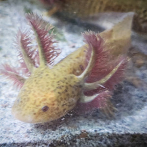 Jeune axolotls  copper