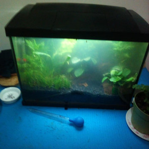 Vend Deux aquariums + plantes + matériels + crevettes et escargots