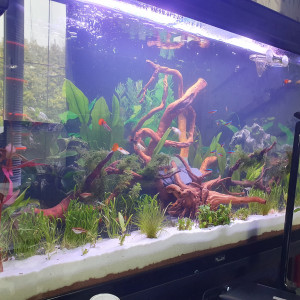 Aquarium 240l