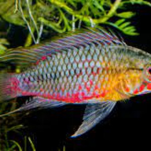 Poisson amazonien