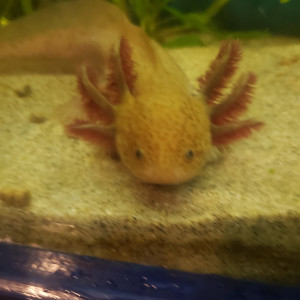 Jeunes axolotls  coppers