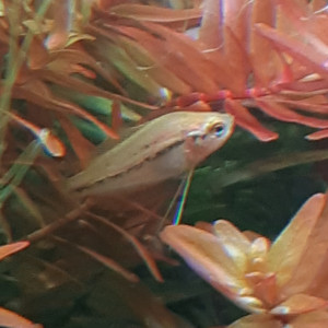 Gourami miel