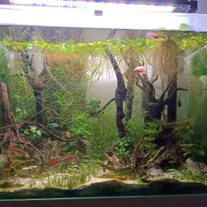 Jurassic Tank