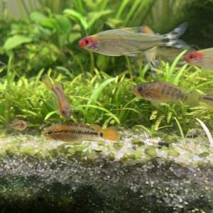 Jeunes apistogramma macmasteri