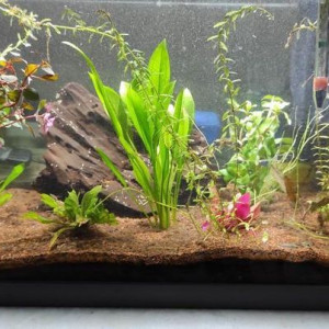 bettas , tetras , corydoras , japonica , 60L ?