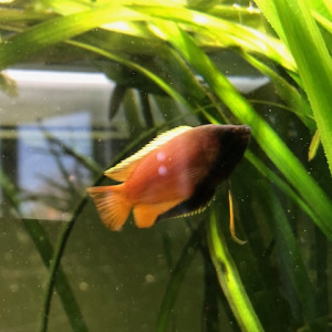 Gourami chuna