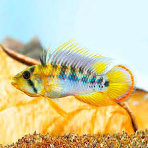 Apistogramma baenshi juvéniles sexés