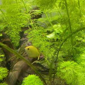 Gourami miel trichogaster chuna