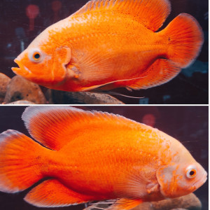 Lot 2 oscar (red albinos)