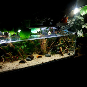 Aquarium 120L COMPLET urgent