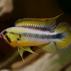 Couple reproducteur Apistogramma Sp Abacaxis