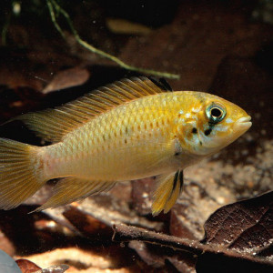 Apistogramma alacrina