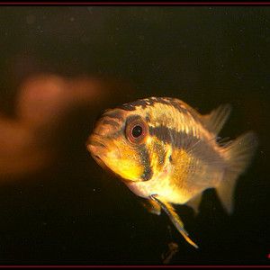 Apistogramma arua