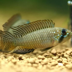 Apistogramma brevis