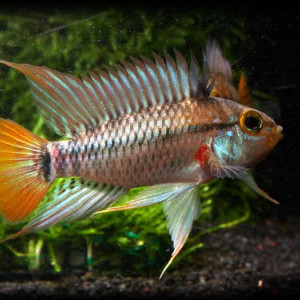 Apistogramma eunotus