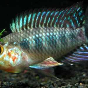 Apistogramma geisleri