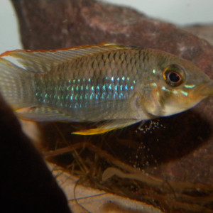 Apistogramma hippolytae