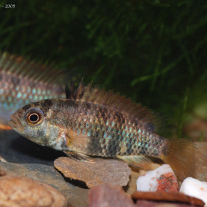 Apistogramma inconspicua