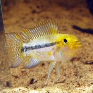 Apistogramma luelingi