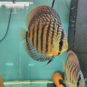 Discus adultes