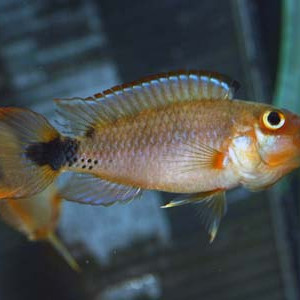 Apistogramma martini