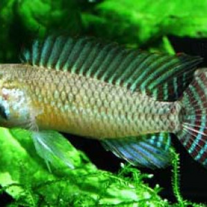 Apistogramma meinkeni