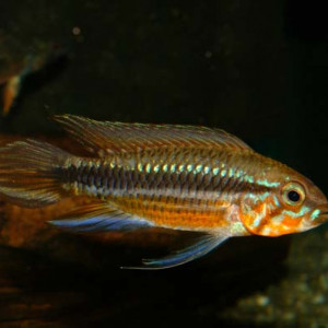 Apistogramma mendezi